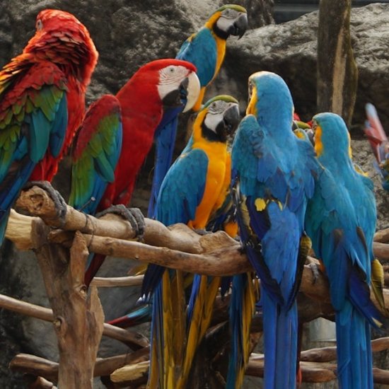 Travel Blog Manu National Park & Amazon Peru