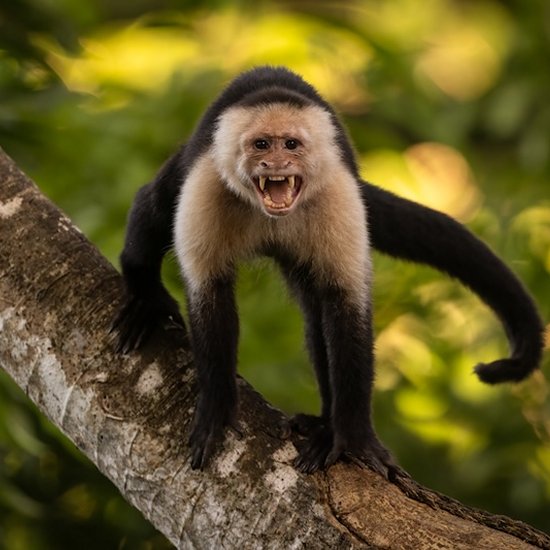 Travel Blog Manu National Park & Amazon Peru