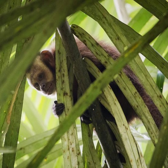 Travel Blog Manu National Park & Amazon Peru