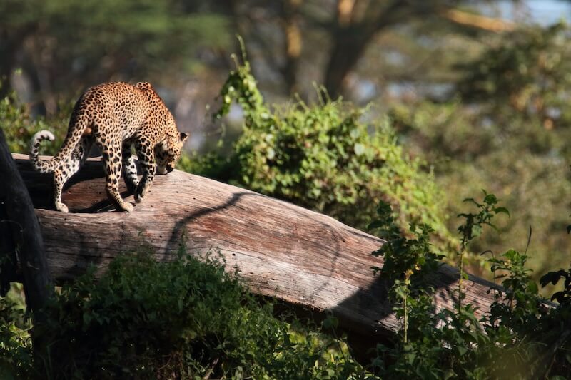 Amazon Jaguar, Amazon Jungle Expedition