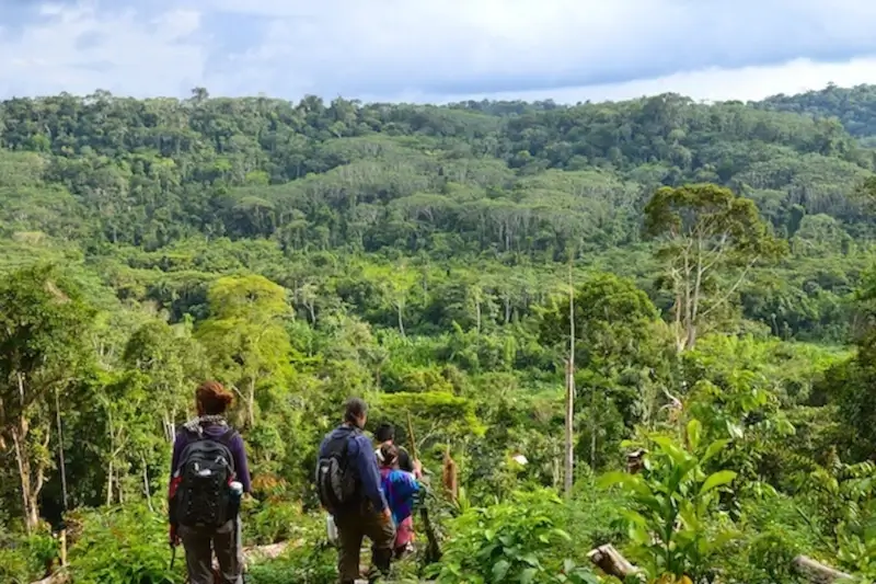 Amazon Rainforest Vacation: How to Plan an Itinerary