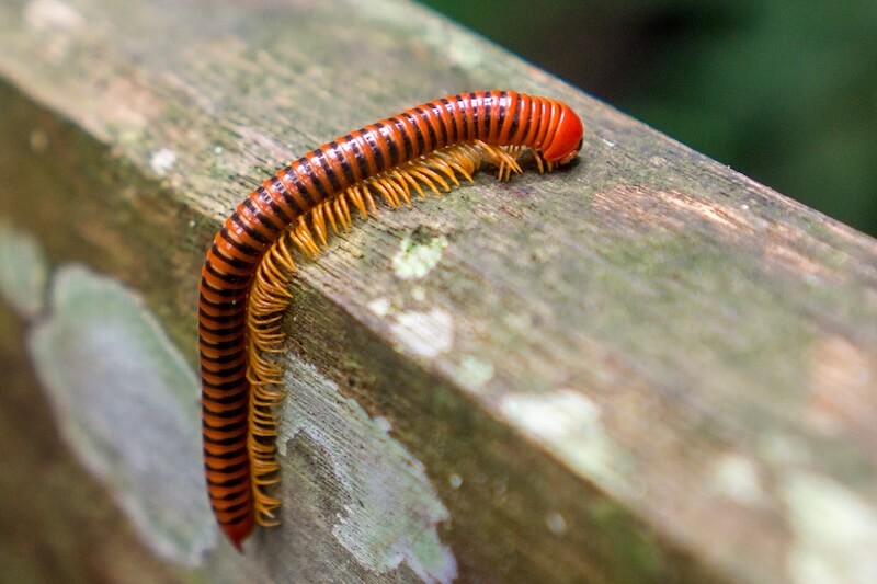 Amazonian Giant Centipede