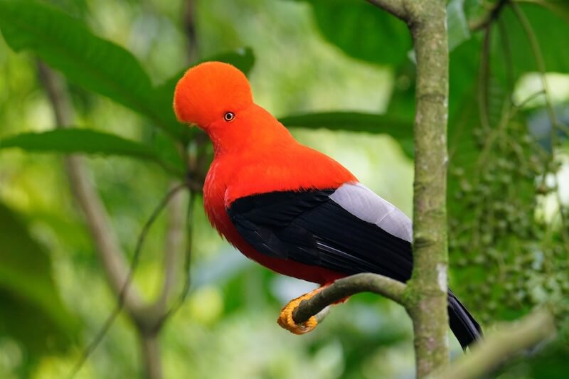 Andean Cock of the Rock
