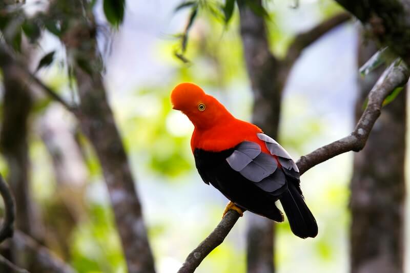 Andean Cock of the Rock