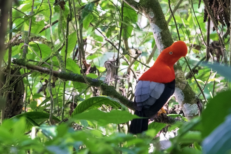 Andean Cock of the Rock