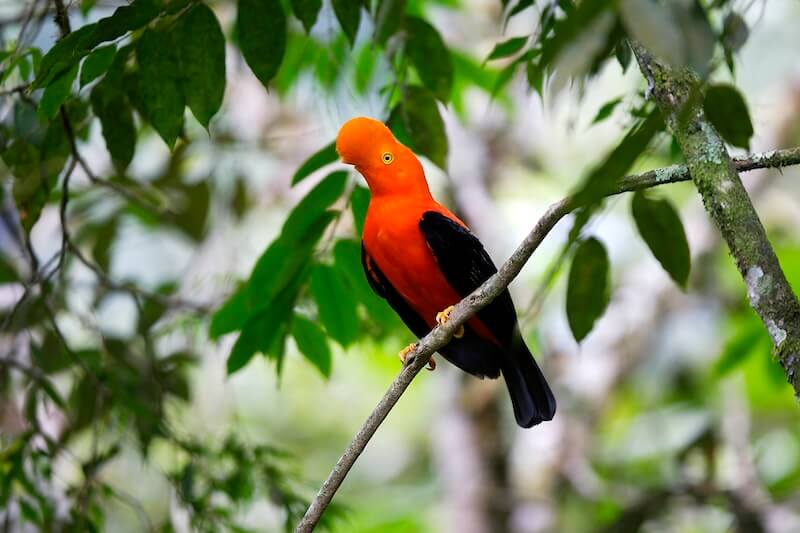 Andean Cock of the Rock