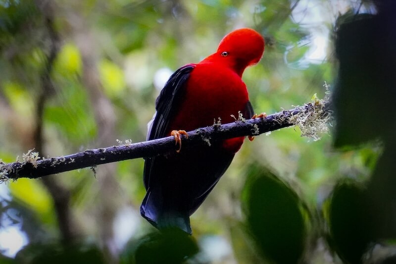 Andean Cock of the Rock