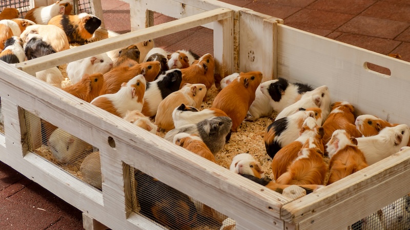 Guinea Pigs