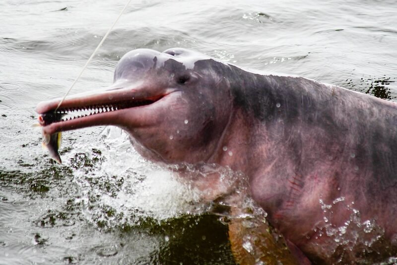 In the heart of the Amazon, a unique creature thrives. The Pink River Dolphin is also known as boto. They are fascinating species that calls the murky waters of South America home. A Pink River Dolphin in the Amazon River These dolphins are not just known for their striking pink hue. They also boast remarkable adaptations that allow them to navigate and hunt in their challenging environment. In this article, we'll dive into ten captivating facts about these aquatic marvels. Join us as we explore their world, from their intriguing behaviors to the vital role they play in their ecosystem. Here are 10 Pink Dolphin Facts: 1. Unique Species Classification The Pink River Dolphin, scientifically known as Inia geoffrensis, is a standout among dolphin species. Unlike their marine counterparts, these dolphins inhabit freshwater environments, specifically the Amazon and Orinoco river basins. Their unique classification extends to their physical characteristics as well. Pink River Dolphins have a round forehead, a long body, and a long snout. They have up to 140 teeth. These features show how dolphins can adapt over time. 2. Habitat and Distribution Pink River Dolphins are native to South America. They inhabit the murky waters of the Amazon and Orinoco river basins. These river systems provide a rich, biodiverse environment, making it an ideal habitat for these unique creatures. Pink River Dolphin in its natural habitat Their distribution is largely influenced by the seasonal flooding of the Amazon rainforest. During the wet season, Pink River Dolphins navigate through the flooded forest. Their unfused neck vertebrae allows them to maneuver around obstacles with ease. 3. Colorful Changes with Age One of the most striking features of Pink River Dolphins is their unique coloration. When young, these dolphins sport a grayish hue, which gradually transforms into a vibrant pink as they mature. The intensity of their pink color can vary, often becoming more vibrant when the dolphins are excited. This is due to increased blood flow, making these dolphins a captivating sight in the murky waters of their habitat. 4. Unmatched Flexibility in the Animal Kingdom Pink River Dolphins possess a unique anatomical feature not seen in other dolphin species. Their neck vertebrae are unfused, allowing them to turn their heads 180 degrees. This remarkable flexibility aids them in navigating through the flooded forests during the wet season. It's a testament to their adaptability, enabling them to thrive in the complex riverine environment of the Amazon. 5. Size and Diet of the Amazonian Giant Pink River Dolphins are the largest species of river dolphins. Males, larger than females, can grow up to 2.5 meters in length and weigh up to 185 kilograms. Their diet is as impressive as their size. They feed on a variety of prey, including fish, crabs, and even small turtles. This diverse diet reflects the rich biodiversity of their Amazonian habitat. 6. Social Behavior and Reproduction Pink River Dolphins are known for their solitary nature. They are often seen alone or in small groups, navigating the vast river systems of the Amazon. Their breeding season aligns with the peak of the flood season. Females give birth to a single calf every two to three years, after a gestation period of about 11 months. This slow reproduction rate makes recovery from population declines a significant challenge. 7. Echolocation and Sensory Adaptations Despite their poor eyesight, Pink River Dolphins have adapted to their murky habitat. They use echolocation to navigate and hunt, sending out sound waves that bounce off objects and return to them. Their hearing is excellent, and their brain capacity is 40% larger than that of humans. Their smart thinking and complex sounds make them one of the most interesting species in the Amazon. 8. Cultural Significance and Mythology Pink River Dolphins hold a special place in Amazonian folklore. They are often protected by local myths and are seen as magical creatures in many indigenous cultures. These dolphins are also a symbol of the Amazon's rich biodiversity. Their presence in the river systems is a testament to the health and diversity of the aquatic environment. This makes them an iconic species of the region. 9. Conservation Status and Threats Pink River Dolphins face numerous threats, including habitat destruction, pollution, and accidental capture in fishing nets. These factors have led to a decline in their population. This has earnined them a "vulnerable" status on the IUCN Red List of Threatened Species. Efforts are underway to protect these unique creatures and their habitat. Conservationists, researchers, and local communities are working together to mitigate human-induced threats and promote sustainable practices. Even with these efforts, enforcement is still hard. The survival of Pink River Dolphins is still at risk. 10. The Role of Ecotourism and Research Ecotourism plays a vital role in the conservation of Pink River Dolphins. Dolphin-watching tours in the Amazon, when conducted responsibly, offer income to local communities. They also highlight the significance of these animals and their surroundings. Sustainable tourism practices are encouraged to minimize the impact on their natural environment. Pink River Dolphin in the wild Research on Pink River Dolphins also contributes significantly to our understanding of freshwater ecosystems. Scientists use photo-identification and other methods to study and monitor dolphin populations, aiding in their conservation efforts. In summary, the pink river dolphin is one of the Amazon’s most enchanting and mysterious creatures. From their distinctive pink hue and flexible necks to their remarkable echolocation skills, these dolphins are full of surprises. The pink river dolphins in the Amazon are interesting to watch. They behave playfully and have special traits for their muddy home. The pink river dolphin fun facts serve as a testament to the immense diversity and marvel the Amazon river embodies. So, dive deeper into the world of the Amazon and get to know these friendly and fascinating river residents!