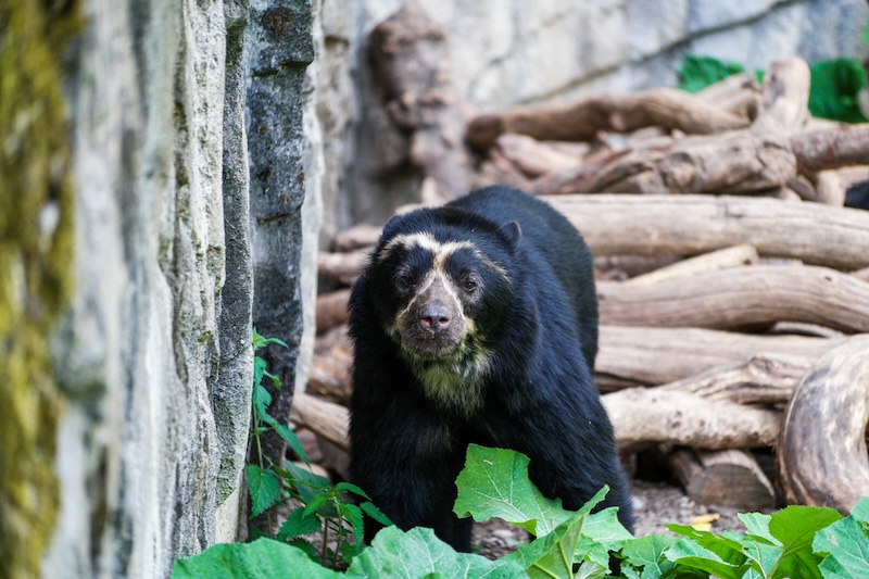 Spectacled Bears, Manu Park