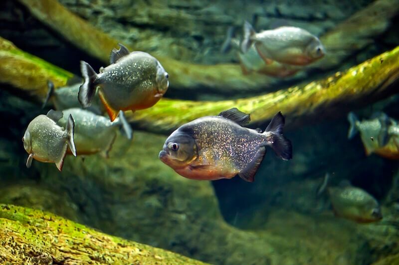 5 parasitic relationships in the amazon rainforest, Amazon Rainforest Fish Species